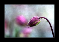 florale