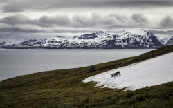 Spitzberg - Le renne arctique