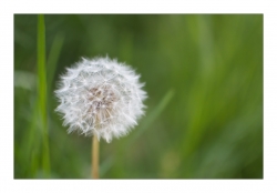 Pissenlit en fleur....