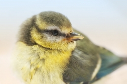 Mésange portrait serré