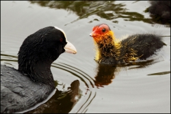Les bébés sont toujours beaux....