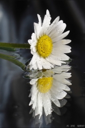 Reflets