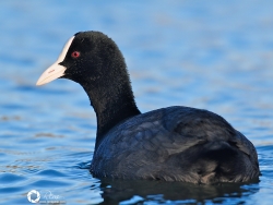 Fulica Atra