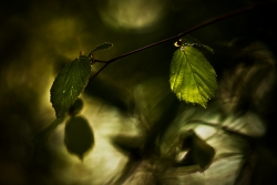 the Green Lantern..