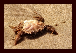 Le crabe
