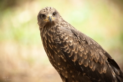Regard perçant