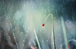 singing in the rain *