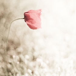 Si fragile