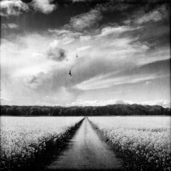 Par delà le chemin...