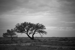 l'arbre