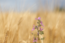 le printemps !