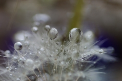 perles