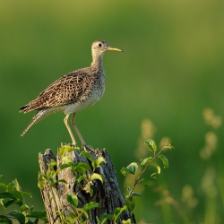 Maubèche des champs.