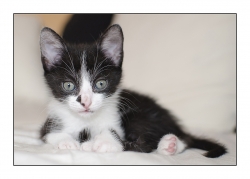 Petit chat deviendra grand