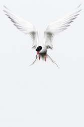 angel of the norh
