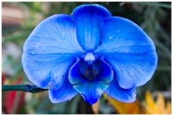 Blues fraicheur