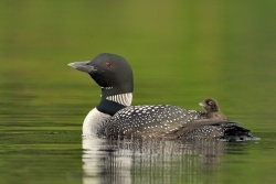 Plongeon huards