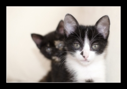 Chat et chat...