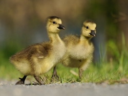 Gros plan sur 2 petites bernaches du Canada