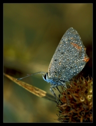 Perles de pluie