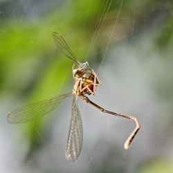 la loi de la nature