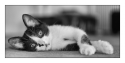 Petit chat se reveille....