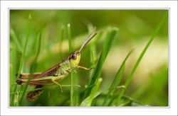 la vie dans l'herbe
