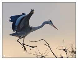 Ardea cinerea