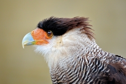 Caracara