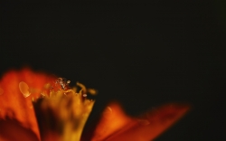 Fire Dancer