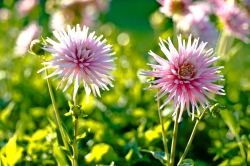 fleurs en contre jour