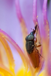 Petite mouche du Viêt Nam