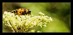 abeille