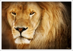Le lion ...