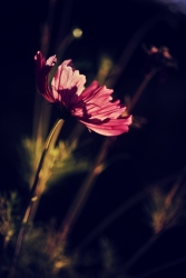 luminescence florale