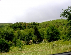 Verdure
