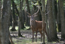 Le seigneur des forêts