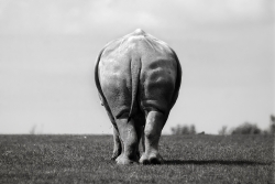 puissance animale !