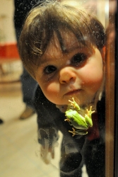 frog noze