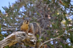 Nuts 2