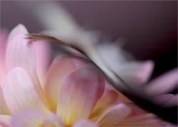 caresse