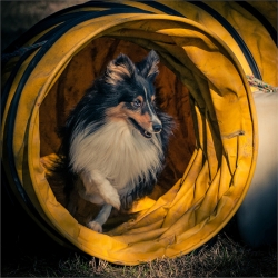 Bref ... j'étais à un concours Agility...