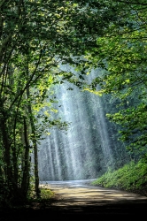 The enchanted wood *