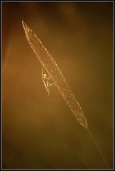 Chironome plumeux