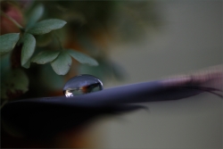 Goutte à goutte (4)