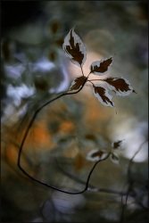 Les feuilles de l'ombre