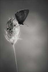 songe d'une nuit d'automne..