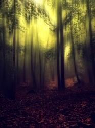 The forest