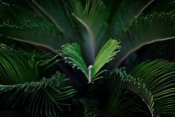 Chlorophylle