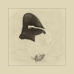 Coprinus atamentarius ( verso )